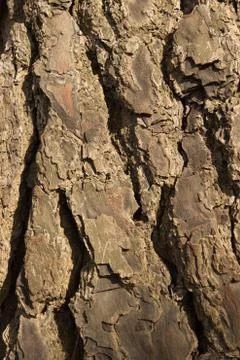 Tree Bark 写真素材