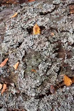Tree bark. Stock Photos