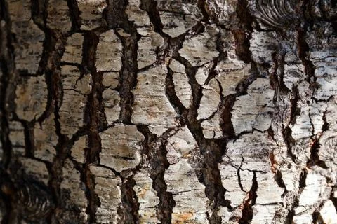 Tree bark Stock Photos