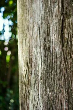 Tree bark Stock Photos