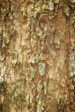 Tree bark Foto stock