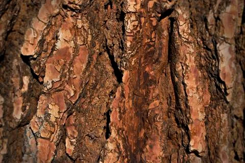 Tree bark Stock Photos