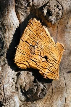 Tree bark Stock Photos