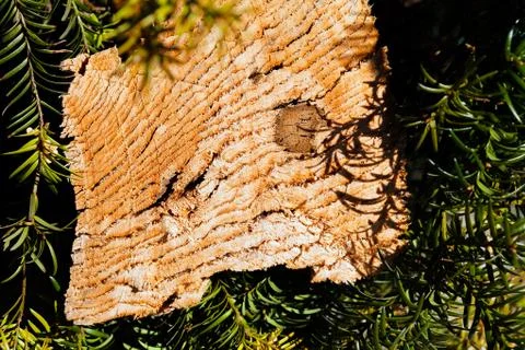 Tree bark Stock Photos