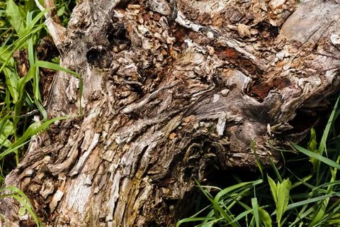 Tree bark Stock Photos