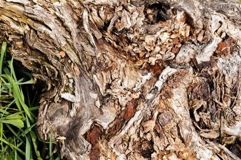 Tree bark Stock Photos