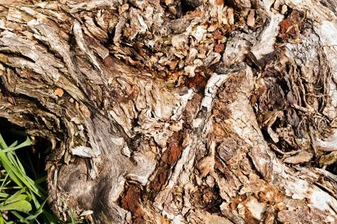 Tree bark Stock Photos