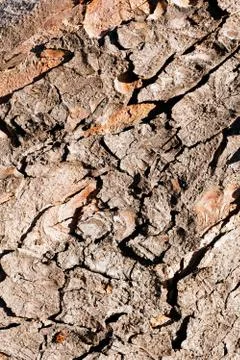 Tree bark Stock-Fotos