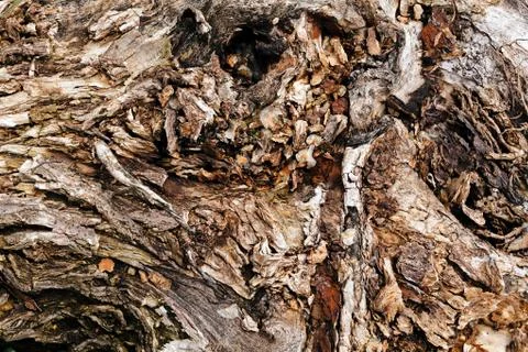 Tree bark Stock Photos