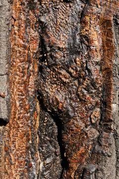 Tree bark Stock Photos