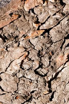 Tree bark Stock Photos