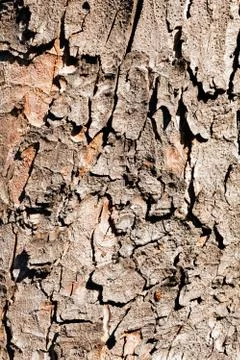 Tree bark Stock Photos