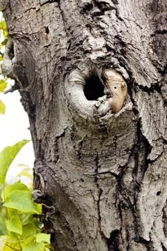 Tree bark Stock Photos