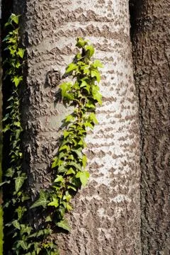 Tree bark Stock Photos