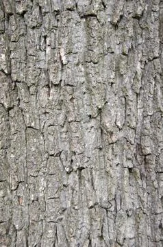 Tree bark Stock Photos