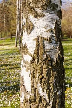 Tree bark Stock Photos