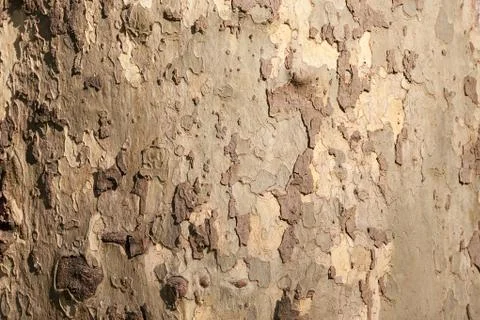 Tree bark Stock Photos