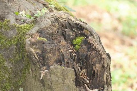 Tree bark Stock Photos