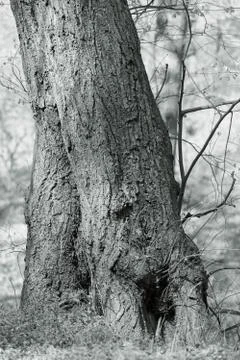 Tree bark Stock Photos
