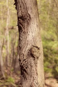 Tree bark Stock Photos