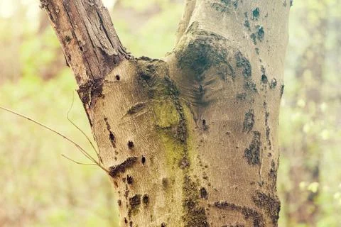 Tree bark Stock Photos