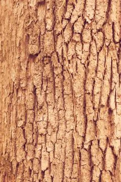 Tree bark Stock Photos