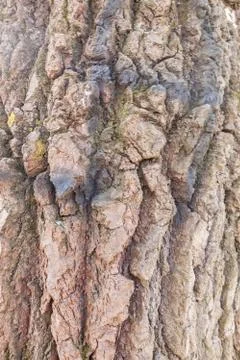 Tree bark Stock Photos