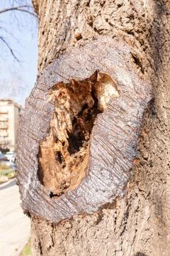Tree bark Stock Photos