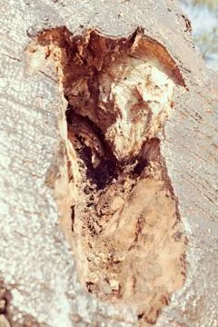 Tree bark Stock Photos
