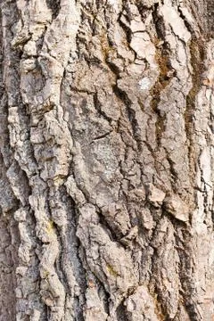 Tree bark Stock Photos