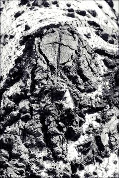 Tree bark Stock Photos