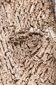 Tree bark Stock Photos