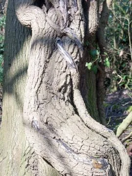 Tree Bark Stock Photos