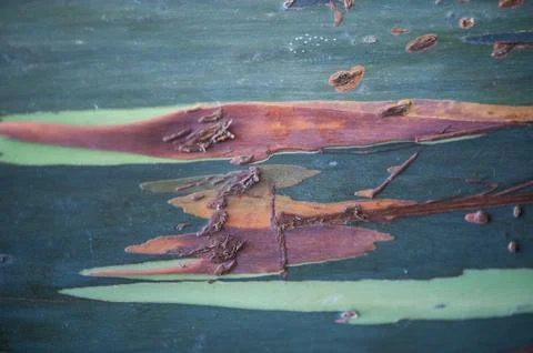 Tree Bark Stock Photos