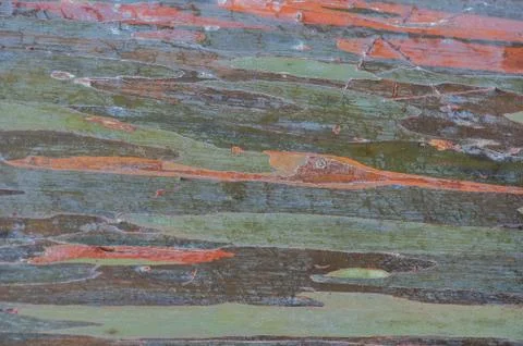 Tree Bark Stock Photos