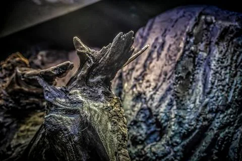 Tree Bark Stock Photos