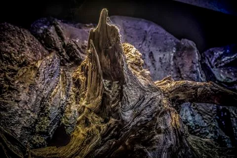 Tree Bark Stock Photos