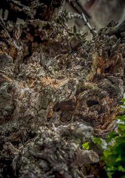 Tree Bark Stock Photos