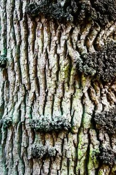 Tree bark Stock Photos