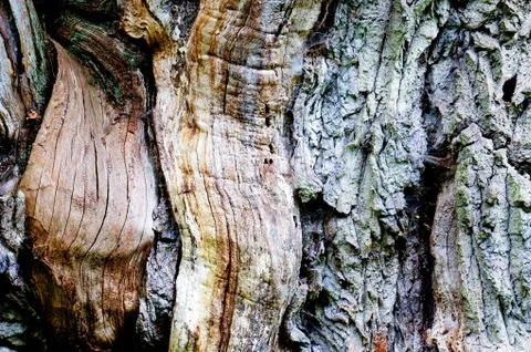 Tree bark Stock Photos
