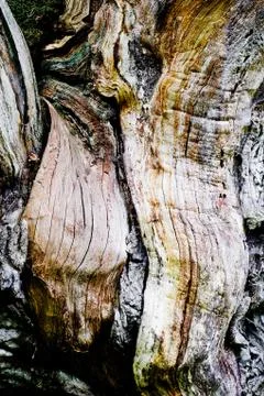 Tree bark Stock Photos