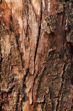 Tree Bark Stock Photos
