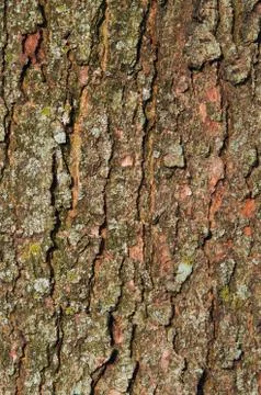 Tree Bark Foto stock