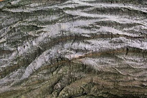 Tree Bark Stock Photos