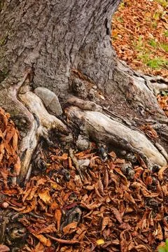 Tree bark 免费库存照片