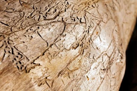 Tree bark Free Stock Photos