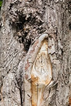 Tree bark Foto stock gratuite