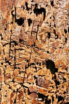Tree bark Free Stock Photos