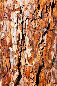 Tree bark Foto stock gratuite