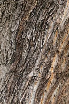 Tree bark Foto stock gratuite